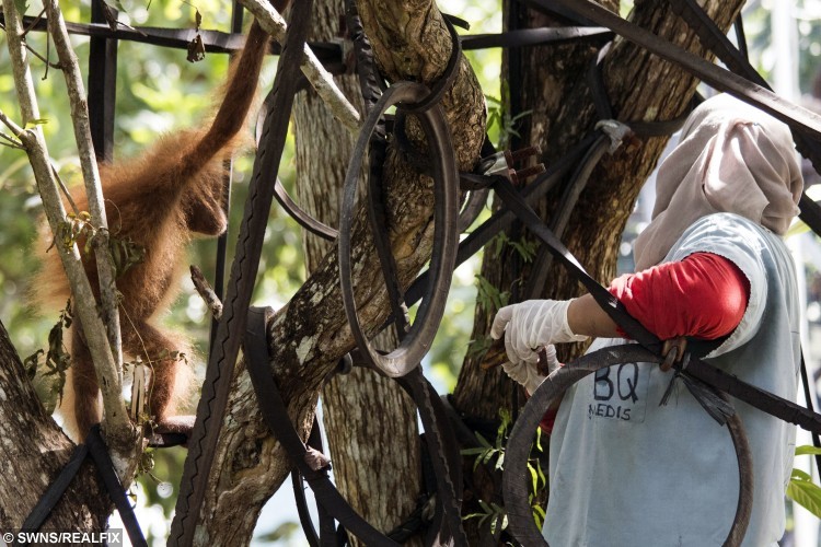 Baby Orangutan, Joss, learns how to climb at the International Animal Rescue Orangutan Rehabilitation Centre, Borneo. See SWNS story SWAPE; A wildlife charity has released a video of a baby orangutan traumatised by years in captivity climbing a tree for the first time. Joss, who lives in Borneo, was left profoundly traumatised after being kept for two years as a pet, but she is already on the road to recovery. Videos and photos released by charity International Animal Rescue (IAR) show the primate climbing and feeding in a tree - showing no signs of the abnormal behaviour she displayed before she was rescued. Although Joss remains in quarantine at the International Animal Rescue Orangutan Rehabilitation Centre, she has been taken out for short periods to learn to climb.