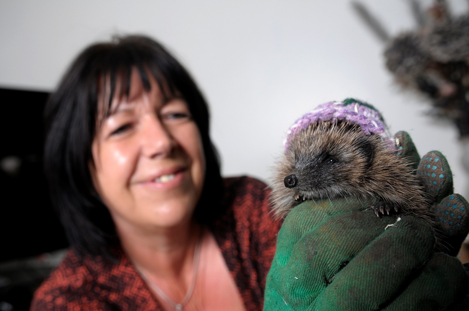 Angela Fenton from Blackpool, who is looking after three baby hedgehogs after she found them outside her property without parents. See Ross Parry copy RPYHAT : Three baby hedgehogs who found themselves in a prickly situation after they were left to fend for themselves in the cold are now keeping warm - in stylish WOOLLY HATS. The hoglets, affectionately nicknamed Cheeky, Sleepy and Greedy, were spotted wandering around in broad daylight by animal-lover Angela Fenton. Angela, 53, saved the babies from a grisly fate as they wandered towards the road and with the only animal sanctuary in the area full, she decided to take them in. The tiny hedgehogs, who were disorientated and desperate for food, needed to be kept warm throughout the winter to stop them going into hibernation and starving to death. And so to help the prickly survivors, a good samaritan who heard of their plight donated three miniature hats for them to sport over the winter months.