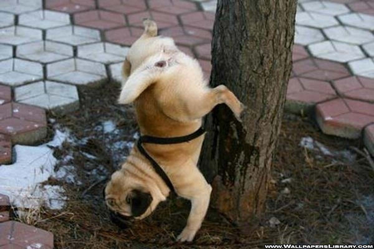 Funny dog wallpaper deals