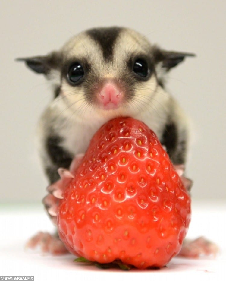 Recently born Sugar glider cubs at Zoolab Jungle Room in Larbet, Stirlingshire