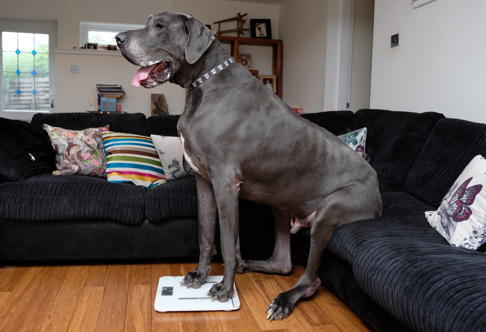 Meet Britain's biggest dog - a seven-foot Great Dane who weighs the sa...