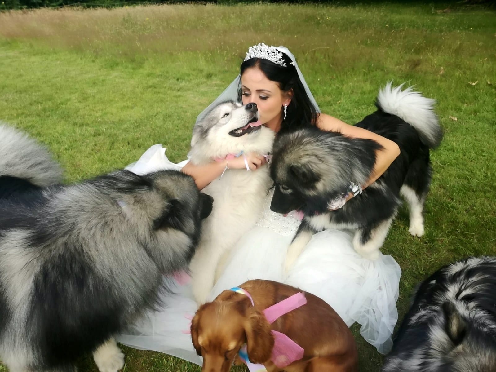 Pair Of Animal Lovers Tied The Knot With A Dozen Dogs In Their Wedding Party - Including Their Best Man - Real-Fix Pair Of Animal Lovers Tied The Knot With A Dozen Dogs In Their Wedding Party - Including Their Best Man - Real-Fix